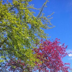 Low angle view of trees against blue sky