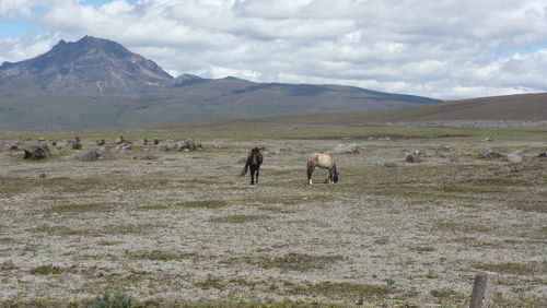 Wild horses grazing in the andes mountains of ecuador. 