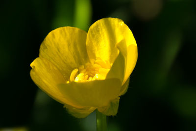 Close-up of yellow rose flower