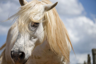 Elegant white horse with long hairs.