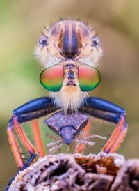 Close-up of insect on purple flower