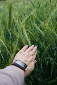 grass
