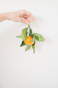 A hand holds a single orange with leaves against a white background