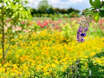 Close-up of yellow flowering plant