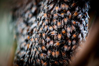 Close-up of bees