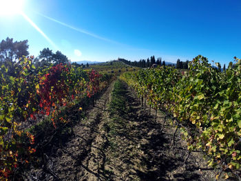 Panoramic view of vineyard against sky