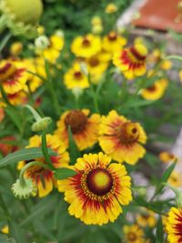 Close-up of yellow flowering plants