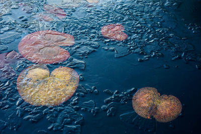 Close up of lily pads