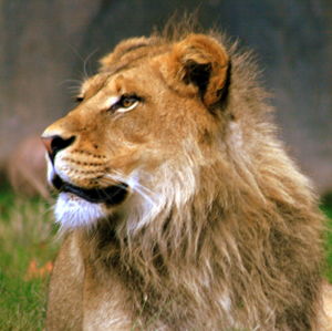 Close-up of monkey in zoo