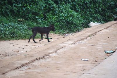 Side view of dog on footpath