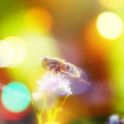 Close-up of insect on flower