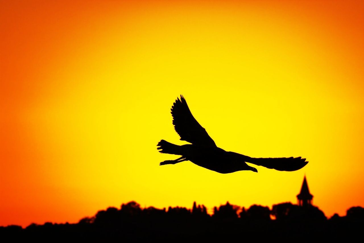 silhouette, sunset, mid-air, flying, jumping, freedom, orange color, leisure activity, lifestyles, copy space, clear sky, arms outstretched, sky, full length, arms raised, motion, low angle view, vitality