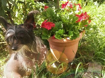 Close-up of a dog in flower pot