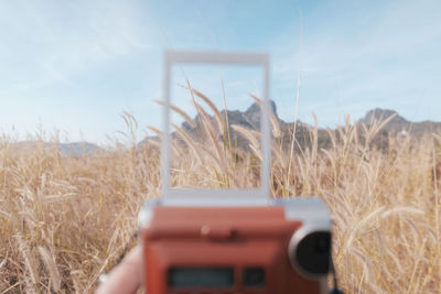 Close-up of crops on field against sky