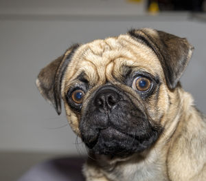 Close-up portrait of dog