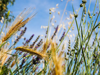 Close-up of wheat growing on field against sky