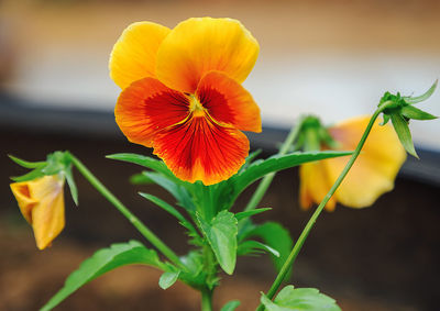 Close-up of yellow flowering plant