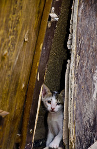 Portrait of cat looking at entrance