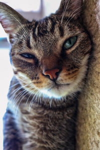 Close-up portrait of a cat