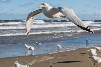 Close-up of seagull flying over beach against sky