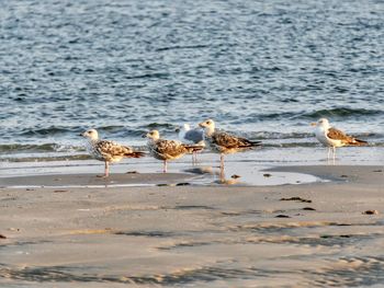 Seagulls on beach