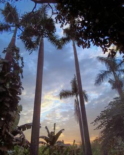 Low angle view of palm trees against sky