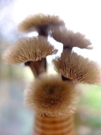Close-up of plant against blurred background