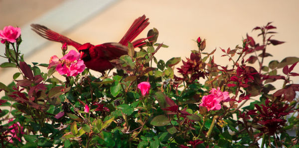 Close-up of red flowers blooming outdoors