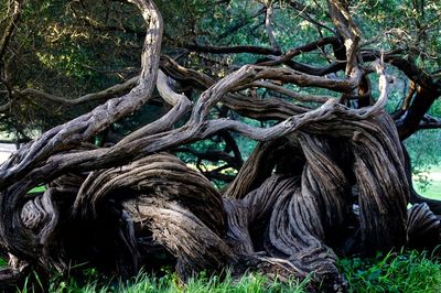 Trees growing in forest