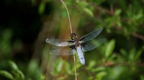 Close-up of dragonfly on plant