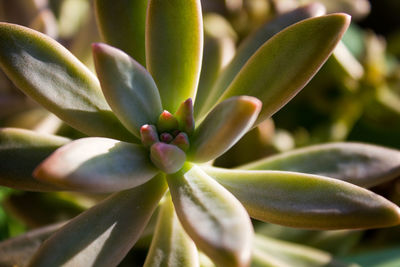 Close-up of succulent plant