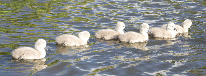 Swans in lake