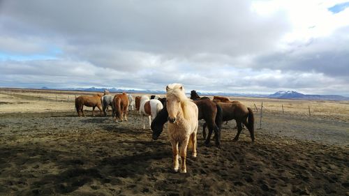 Cows grazing on landscape against sky