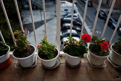 Close-up of potted plants in balcony