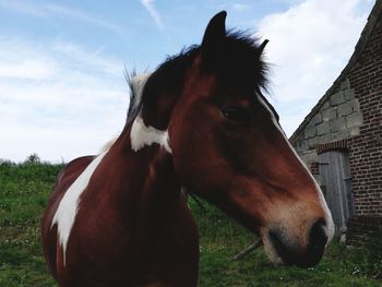 Close-up of horse on field against sky