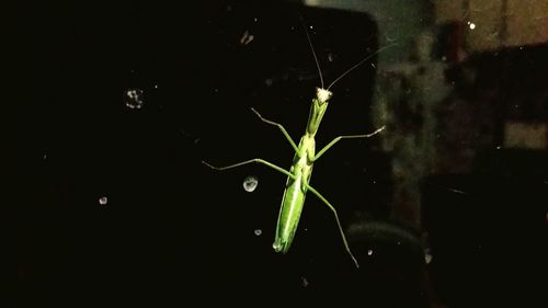 Close-up of insect on plant at night