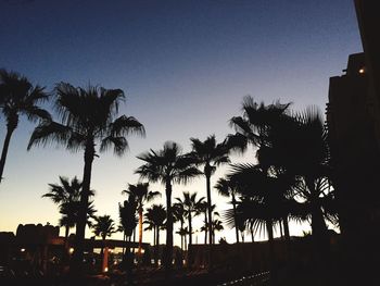 Low angle view of palm trees against sky