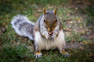 Close-up of squirrel on grass