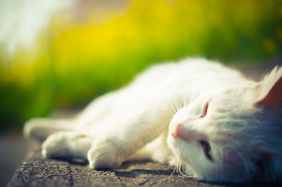 Close-up of cat relaxing outdoors