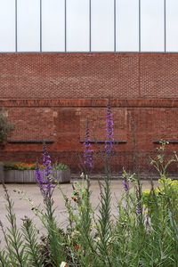 View of flowering plants against building wall