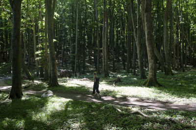 View of trees in forest