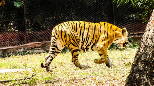 Tiger walking in a zoo