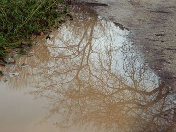 High angle view of trees reflection in water