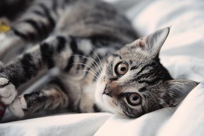 Close-up of cat lying on bed