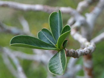 Close-up of fresh green leaves