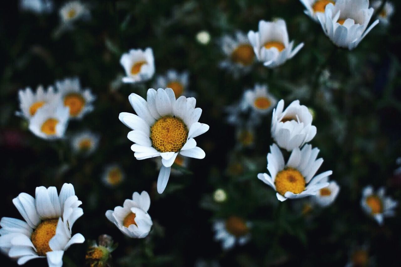 flowering plant, flower, plant, freshness, vulnerability, fragility, growth, petal, beauty in nature, white color, flower head, inflorescence, close-up, focus on foreground, pollen, nature, no people, day, daisy, outdoors