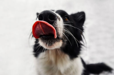 Close-up of dog sticking out tongue