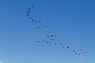 Low angle view of birds flying in sky