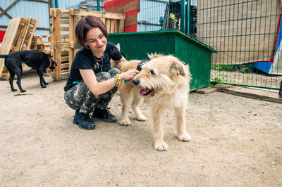 Dog at the shelter. animal shelter volunteer takes care of dogs.