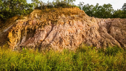 View of rocks on field against trees